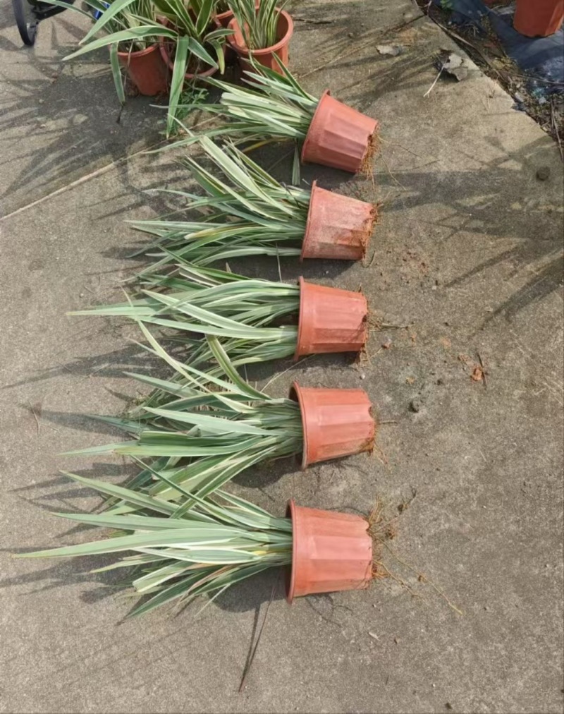 精品山管兰。优质山管兰
