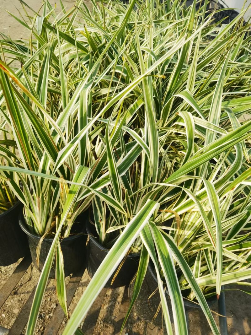 精品山管兰。优质山管兰