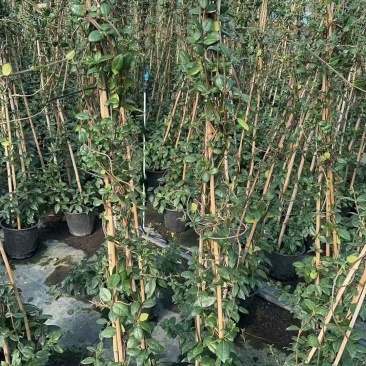 精品风车茉莉优质风车茉莉