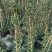 精品风车茉莉优质风车茉莉