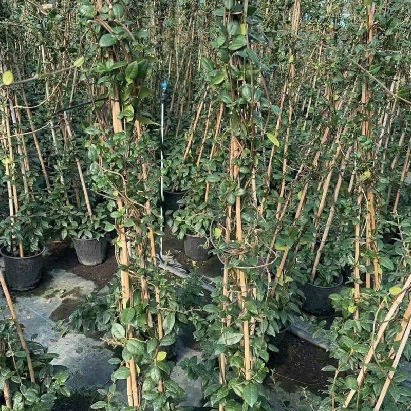 精品风车茉莉优质风车茉莉