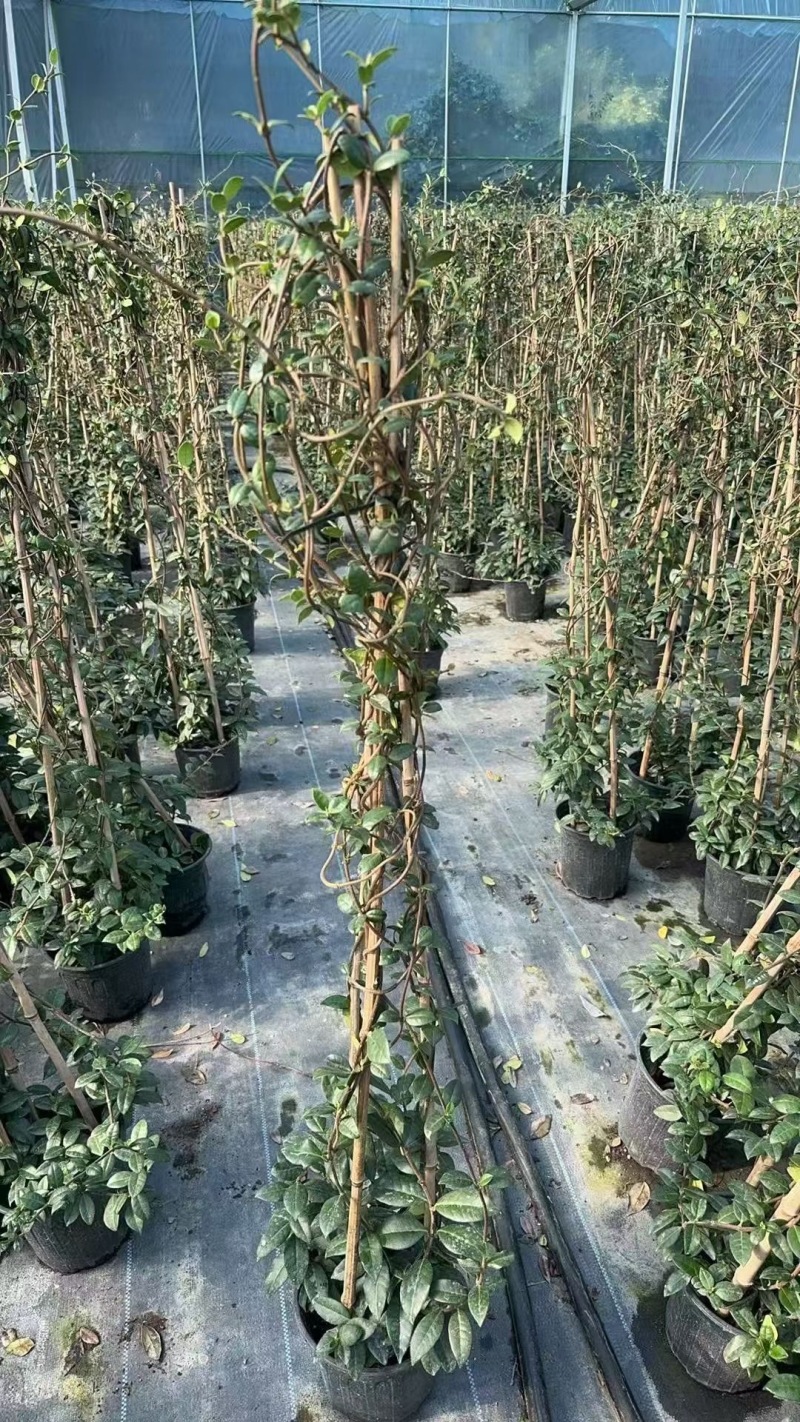 精品风车茉莉优质风车茉莉