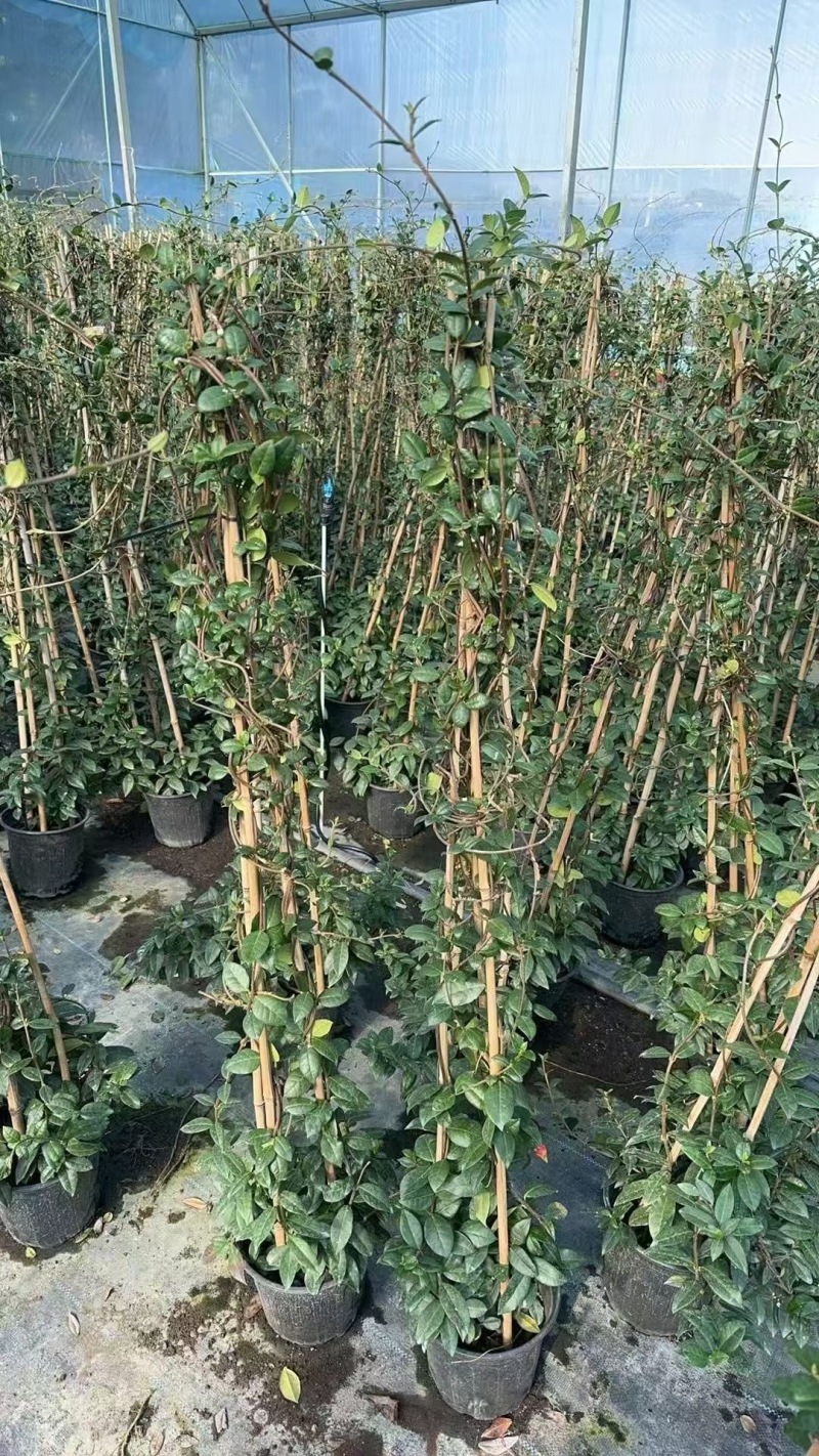 精品风车茉莉优质风车茉莉