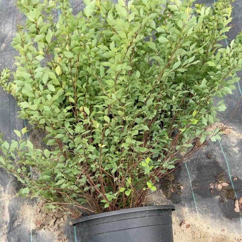 精品菱叶绣线菊优质菱叶绣线菊