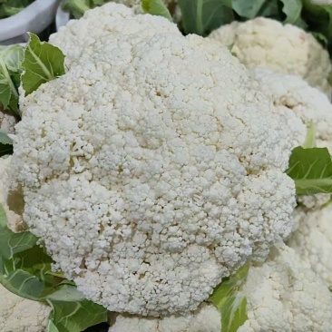 精品四川有机花菜散花青梗白面松花菜小米粒产地直销