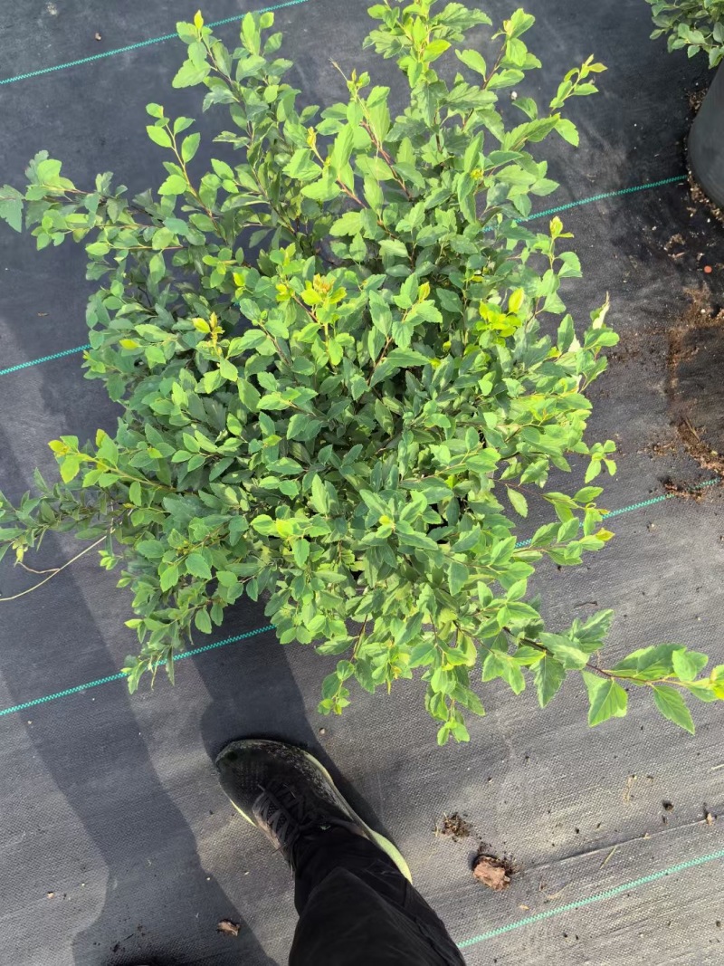 精品菱叶绣线菊优质菱叶绣线菊