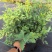 精品菱叶绣线菊优质菱叶绣线菊