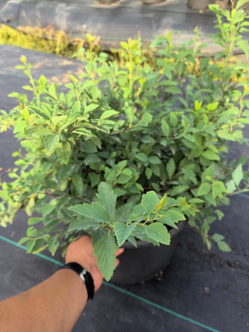 精品菱叶绣线菊优质菱叶绣线菊