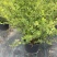 精品菱叶绣线菊优质菱叶绣线菊