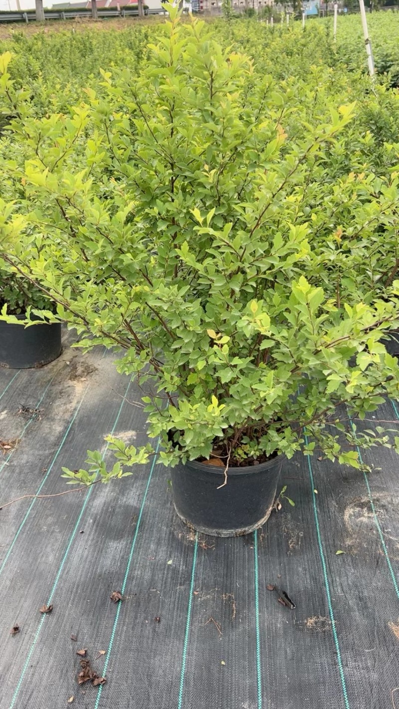 精品菱叶绣线菊优质菱叶绣线菊