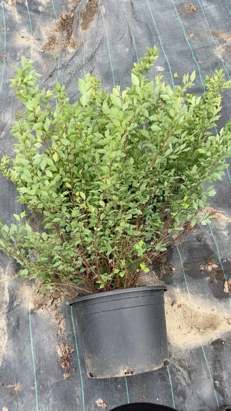 精品菱叶绣线菊优质菱叶绣线菊