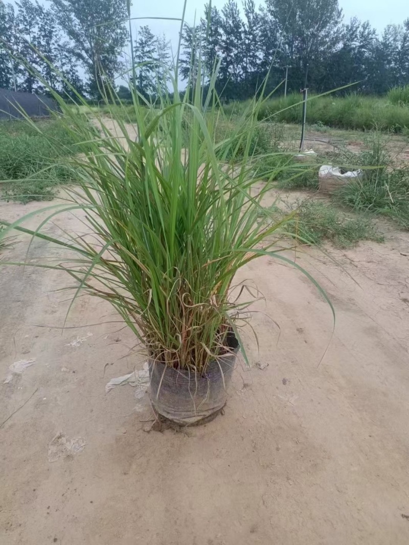 精品纤序芒优质纤序芒