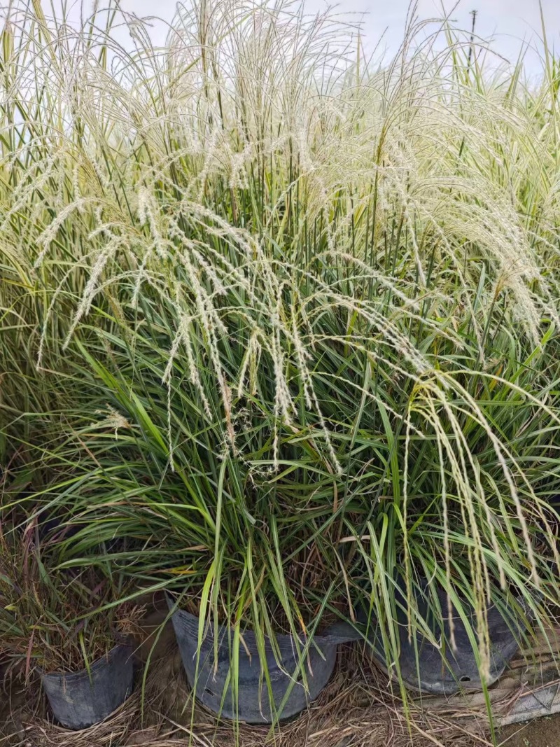 精品长序芒优质长序芒