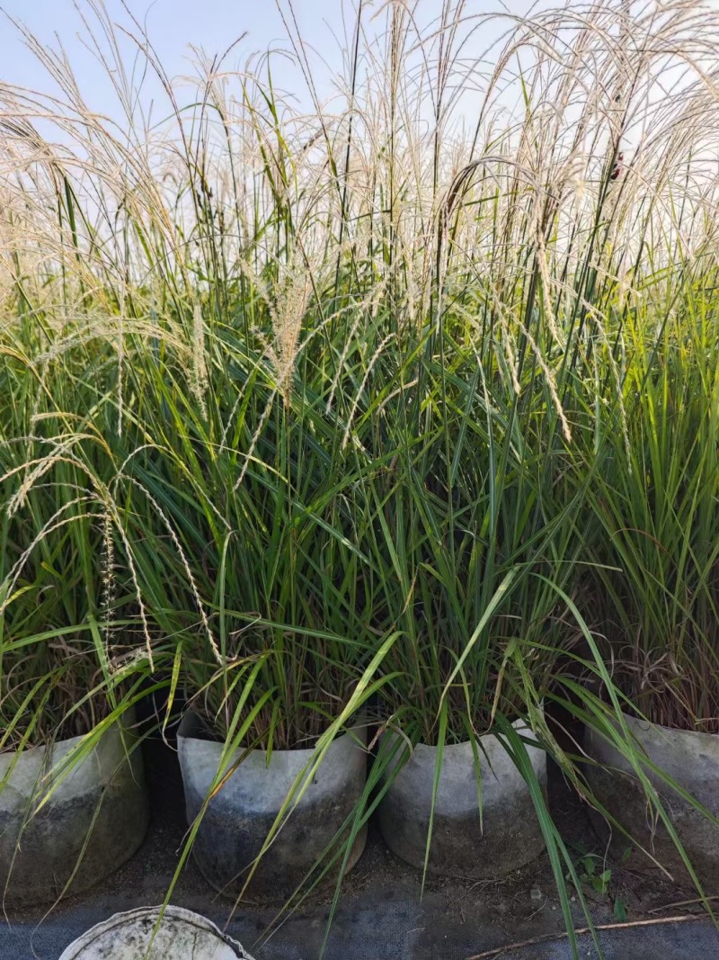 精品长序芒优质长序芒