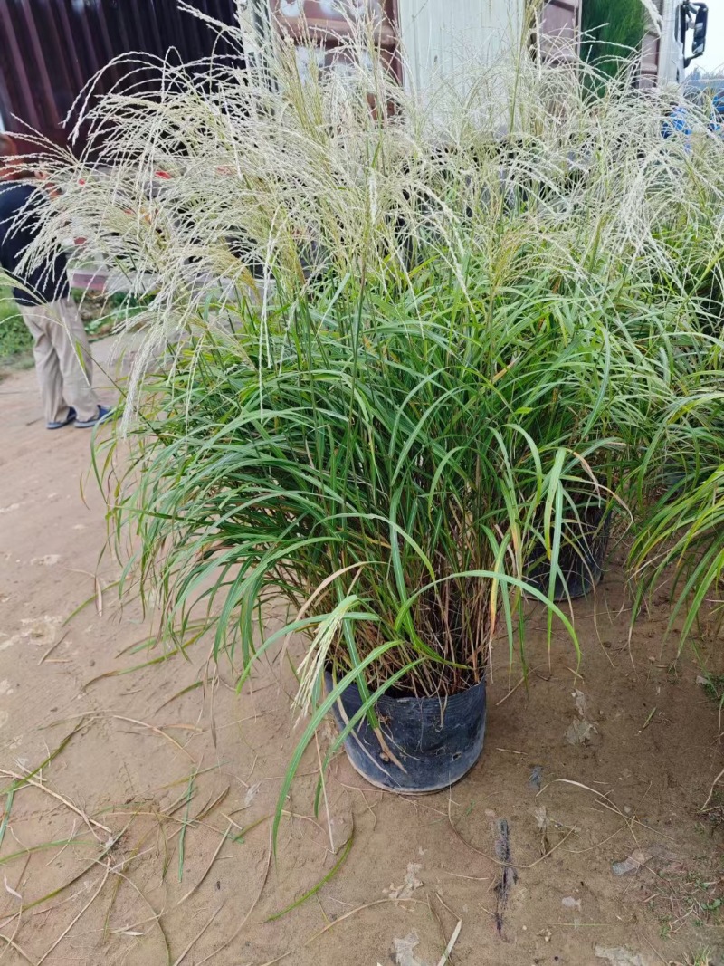 精品长序芒优质长序芒