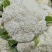 精品四川有机花菜散花青梗白面松花菜小米粒产地直销