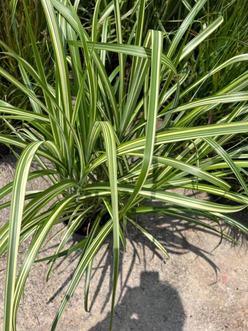 精品金心阔叶芒优质金心阔叶芒