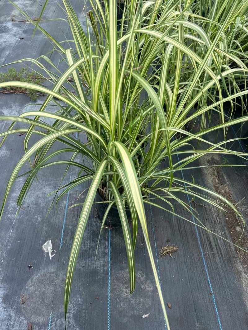 精品金心阔叶芒优质金心阔叶芒
