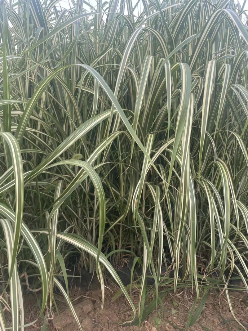 精品金心阔叶芒优质金心阔叶芒