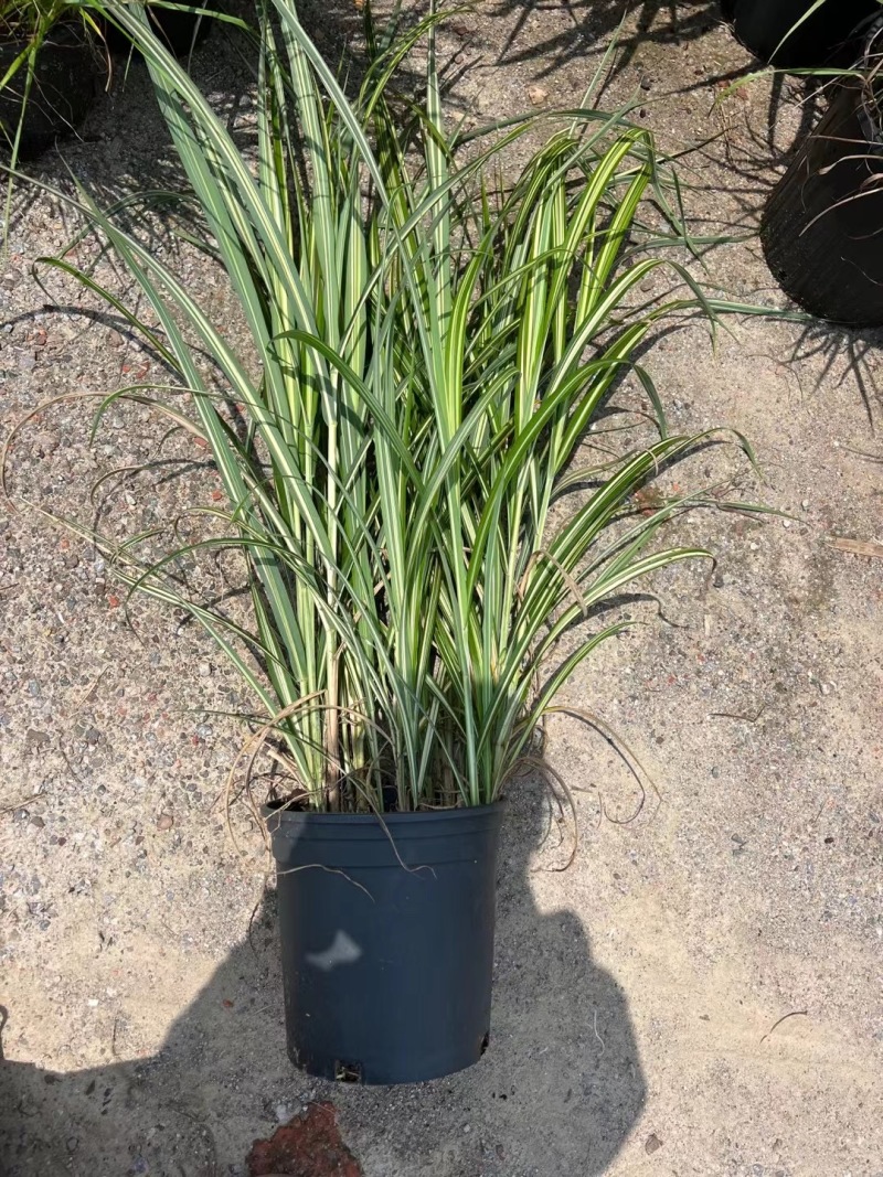 精品金心阔叶芒优质金心阔叶芒