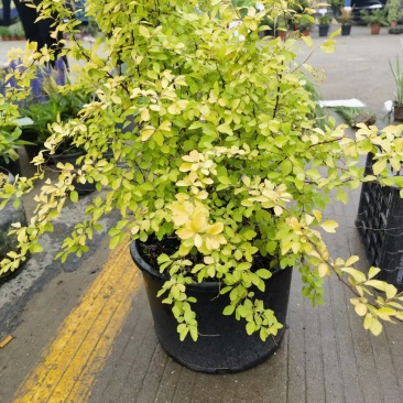 精品黄金喷泉绣线菊