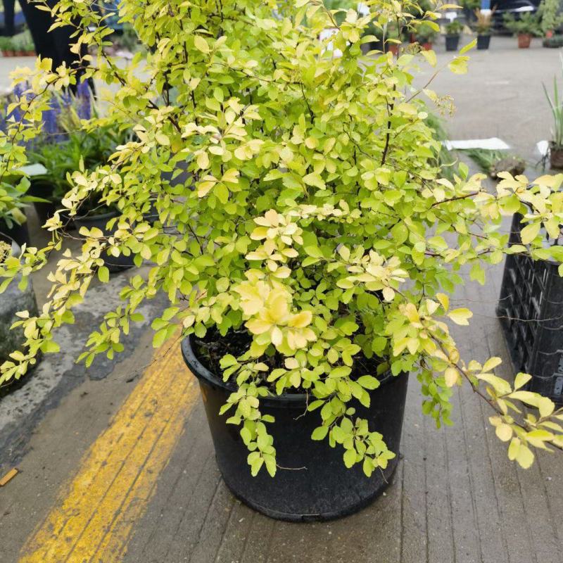 精品黄金喷泉绣线菊