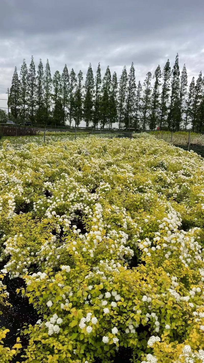 精品黄金喷泉绣线菊