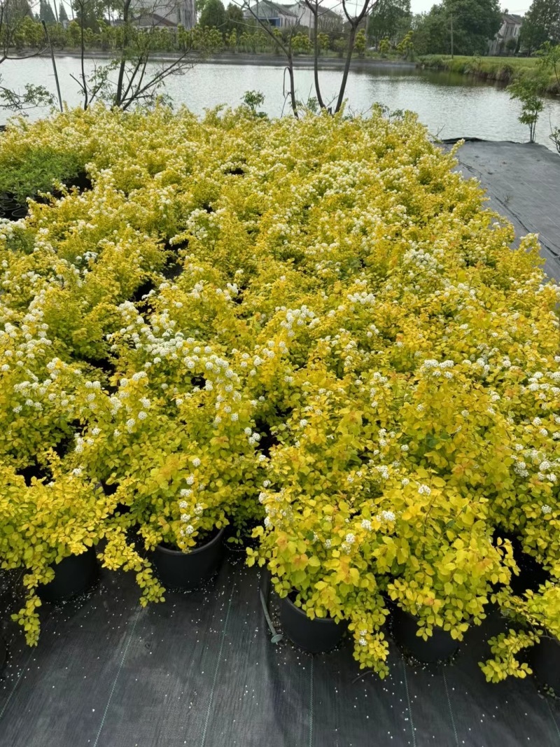 精品黄金喷泉绣线菊