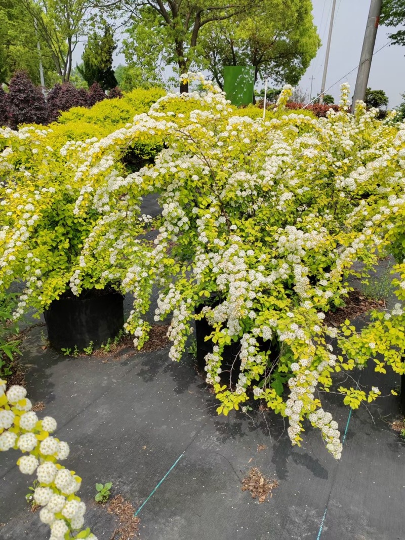 精品黄金喷泉绣线菊