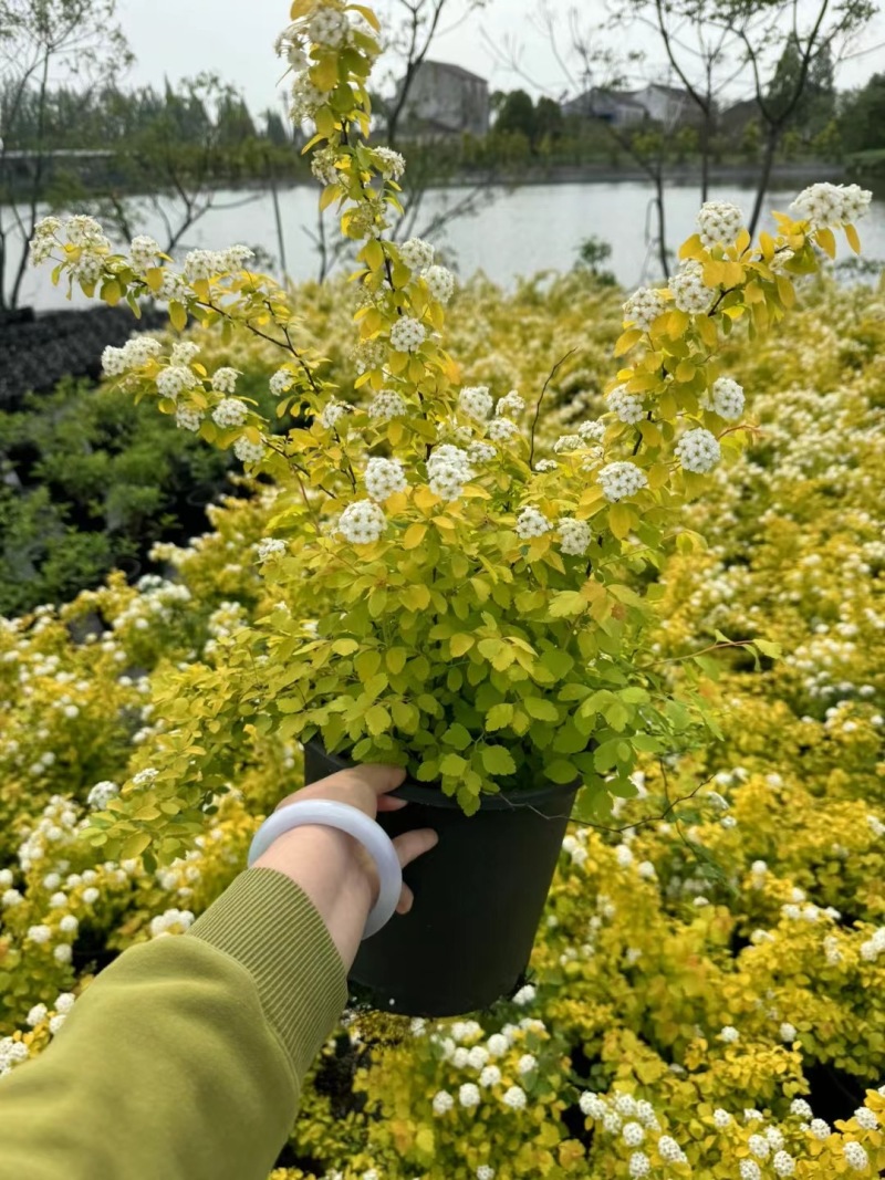 精品黄金喷泉绣线菊