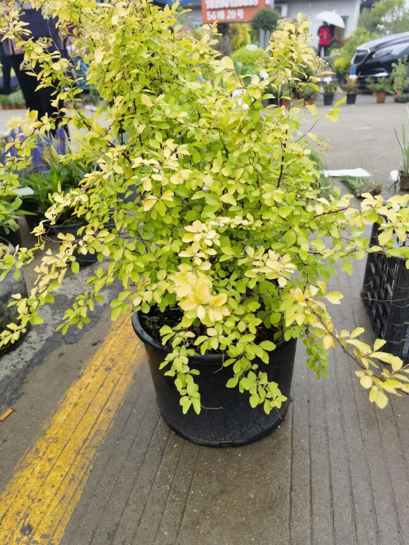 精品黄金喷泉绣线菊