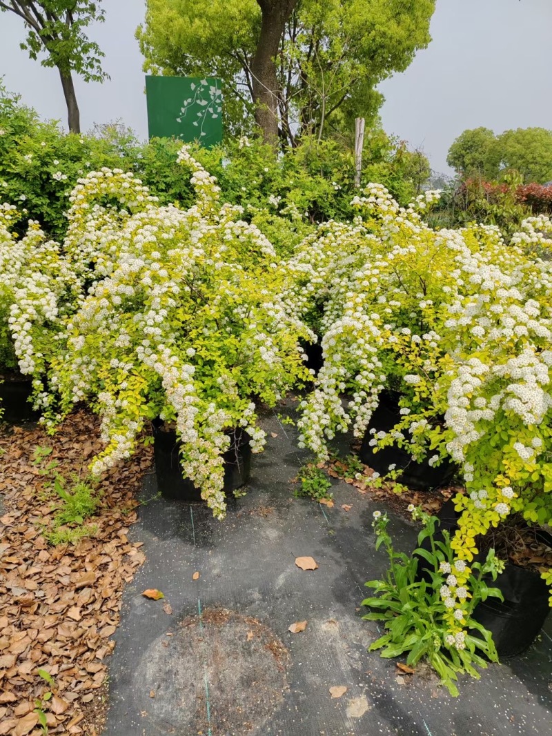 精品黄金喷泉绣线菊
