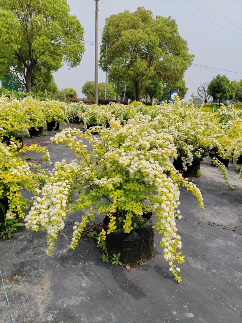 精品黄金喷泉绣线菊