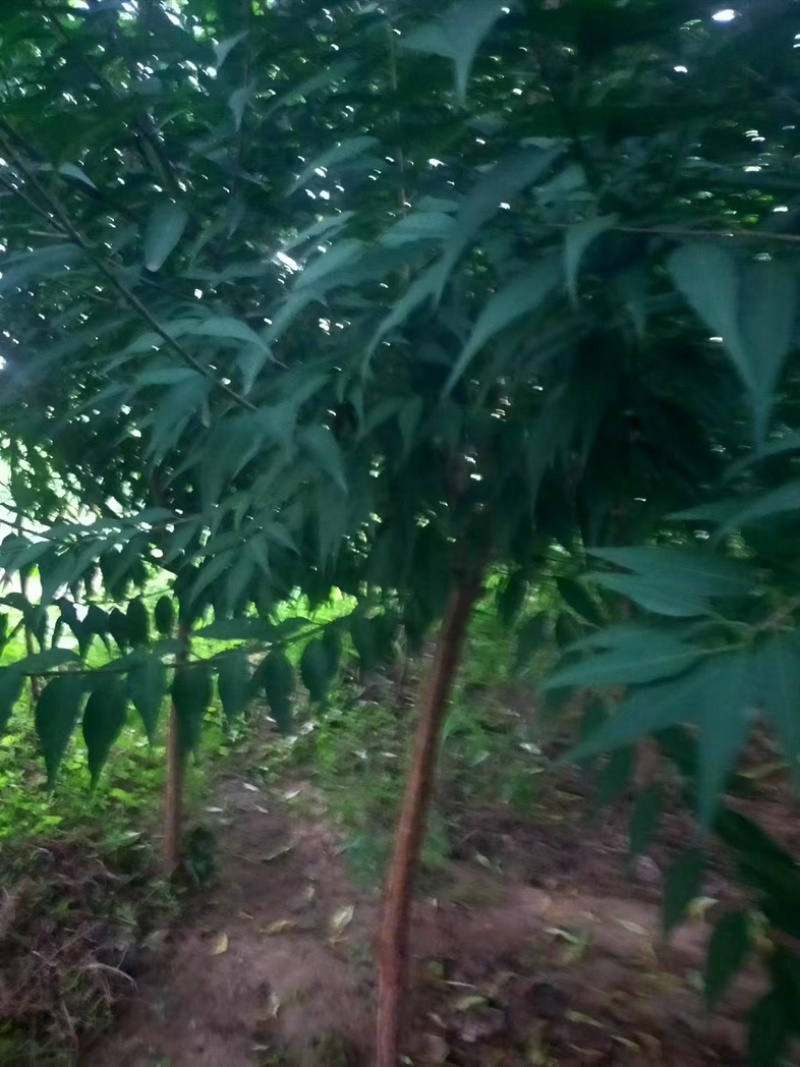 【牛商推荐】山桃树苗绿化山桃树规格齐全欢迎选购