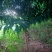 【牛商推荐】山桃树苗绿化山桃树规格齐全欢迎选购