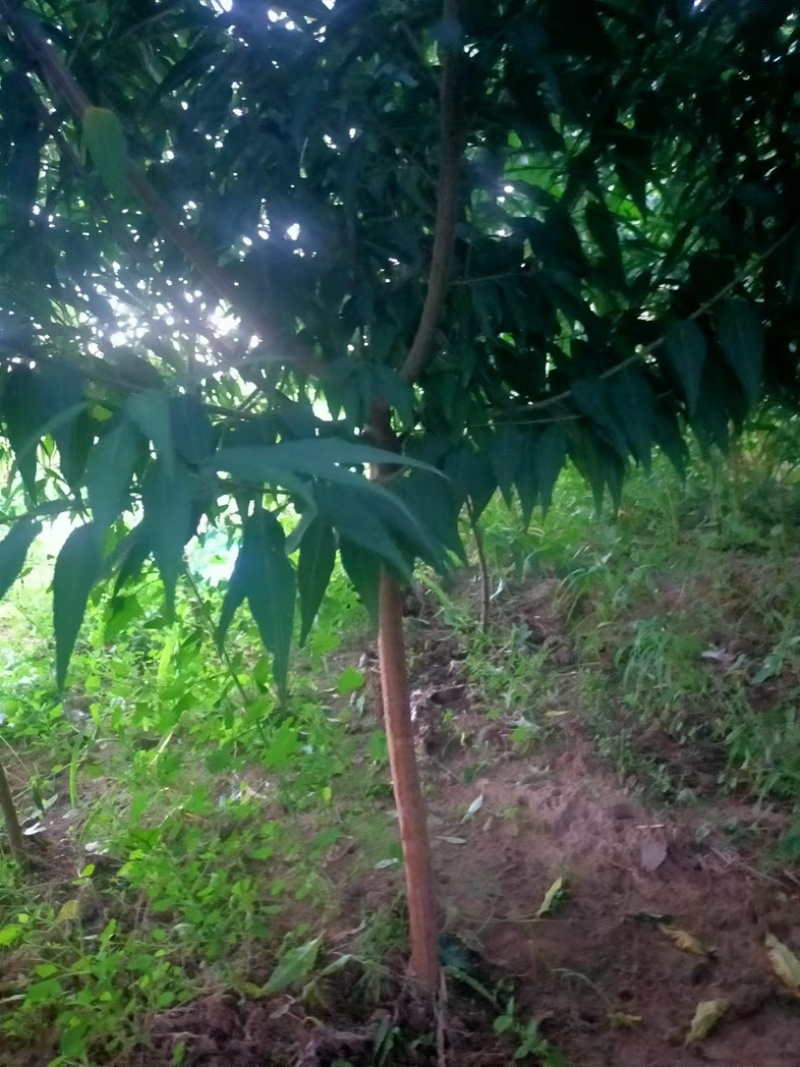 【牛商推荐】山桃树苗绿化山桃树规格齐全欢迎选购