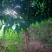 【牛商推荐】山桃树苗绿化山桃树规格齐全欢迎选购