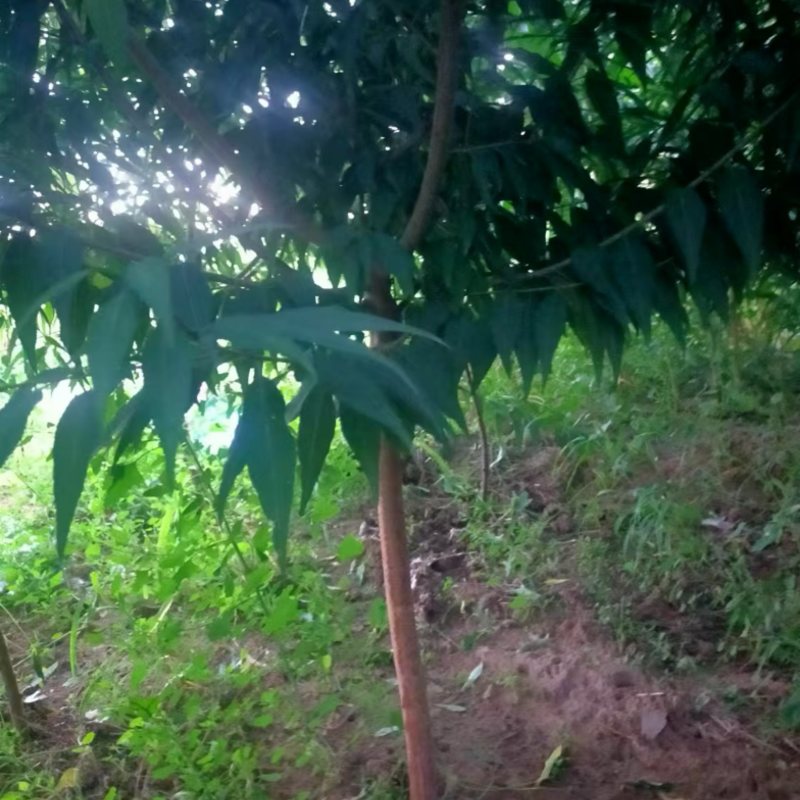 【牛商推荐】山桃树苗绿化山桃树规格齐全欢迎选购