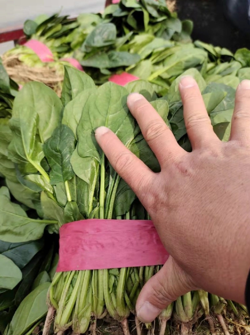 大量供应精品菠菜