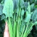 大量供应精品菠菜