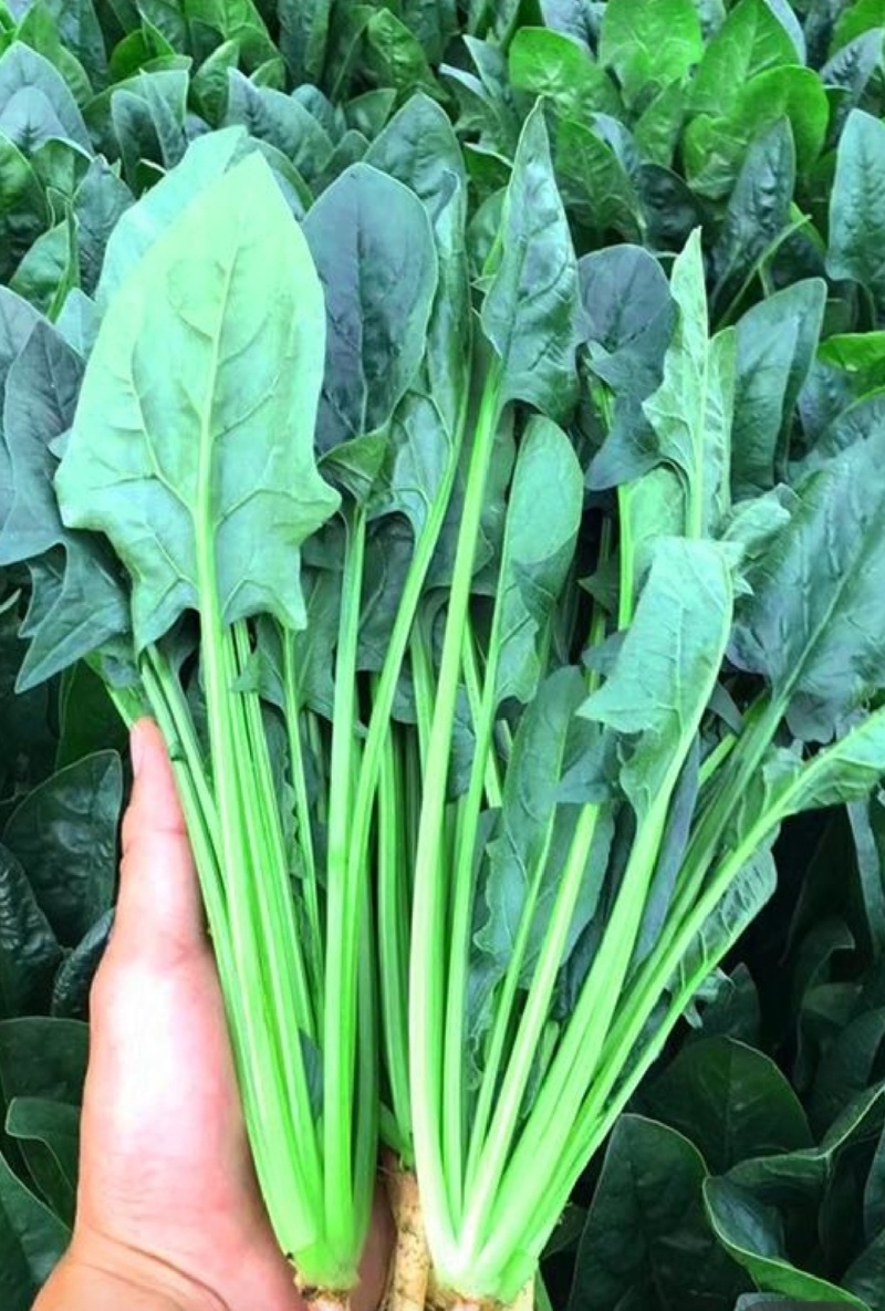 大量供应精品菠菜