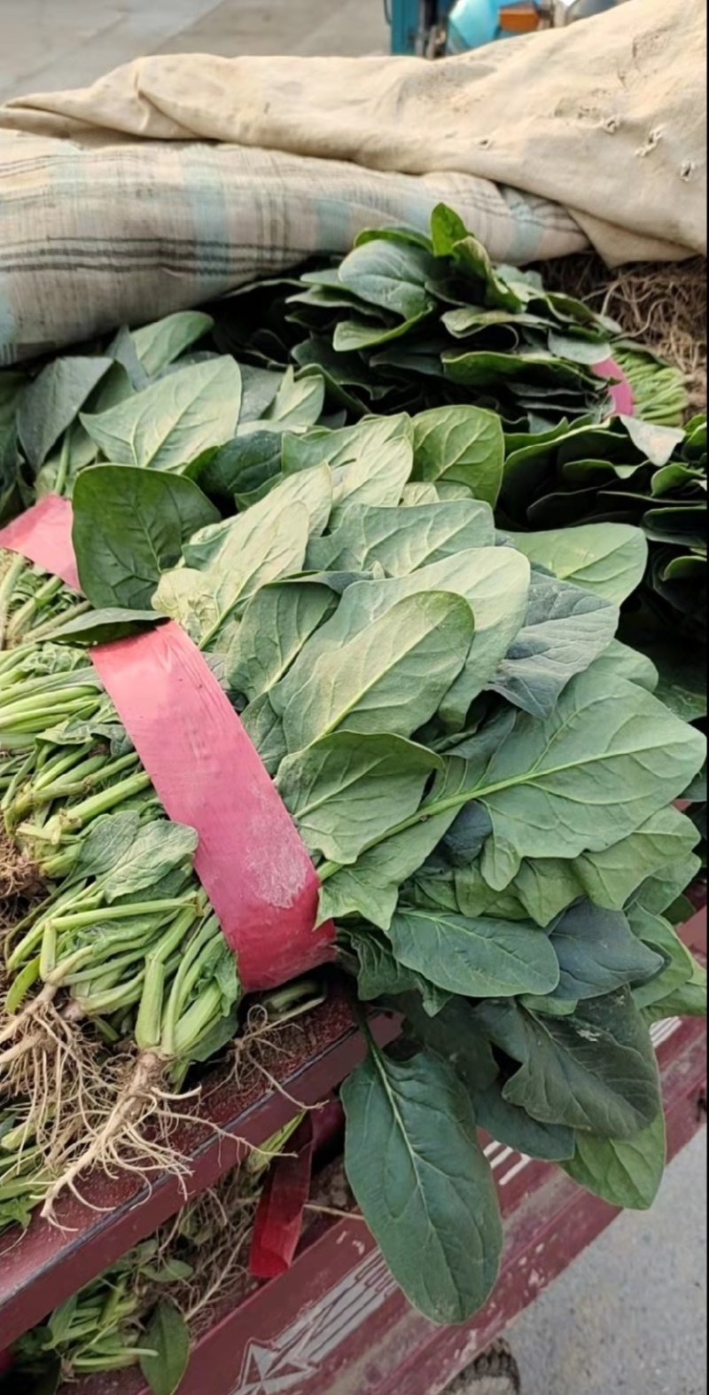 大量供应精品菠菜