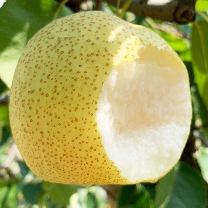 山西酥梨大量供应口感脆甜保质保量/对接全国采购商