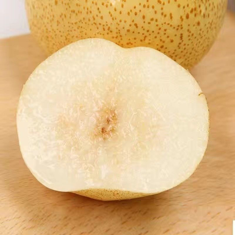 山西酥梨大量供应口感脆甜保质保量/对接全国采购商