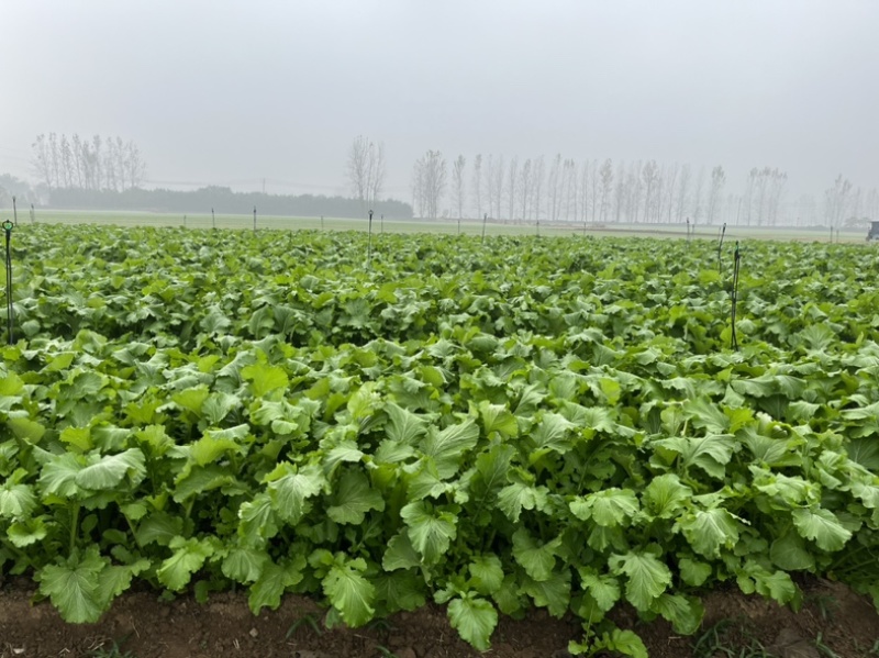 广东梅州梅菜干三蒸四晒无盐无沙免切免洗泡发率高