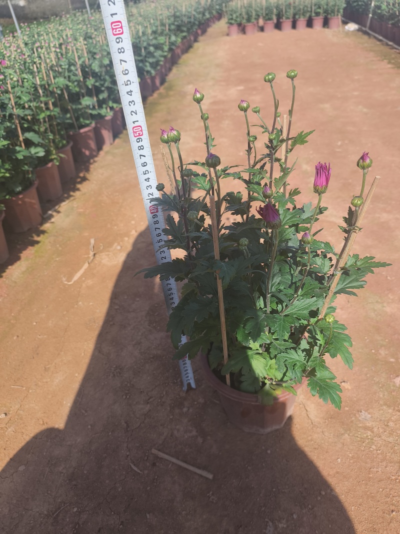 年宵菊花