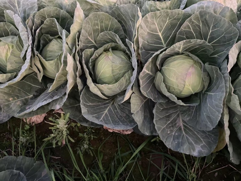 四川凉山甘蓝铁头包菜，大量上市，货量充足，品质佳，欢迎采购