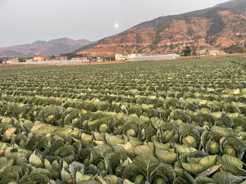 四川凉山甘蓝铁头包菜，大量上市，货量充足，品质佳，欢迎采购