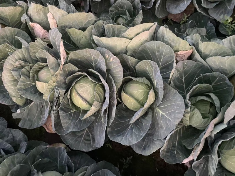 四川凉山甘蓝铁头包菜，大量上市，货量充足，品质佳，欢迎采购
