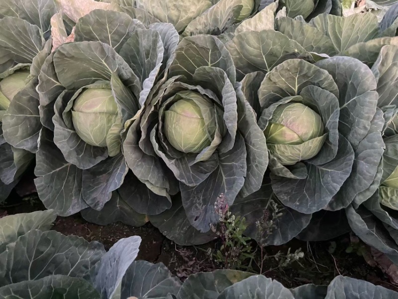 四川凉山甘蓝铁头包菜，大量上市，货量充足，品质佳，欢迎采购